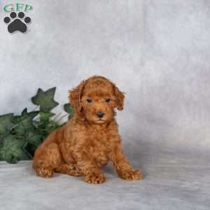 Fido, Miniature Poodle Puppy